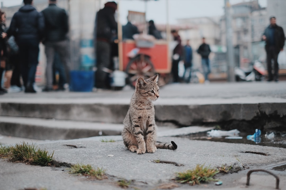 Exploring the Universe: The Fascinating World of Spacecat
